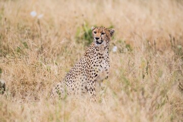 Cheetah Sitting Alert in Dry, Golden African Savannah Grass