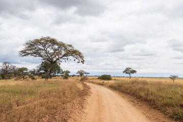 Majestic Baobab Trees Along a Dusty African Safari Road,  Tarangire National Park, Tanzania