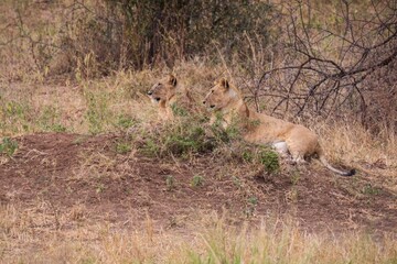 Two Juvenile Lions Resting in the Dry African Bush