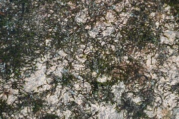 Close-Up Granite Rock with Spreading Moss and Lichen Patterns in Nature