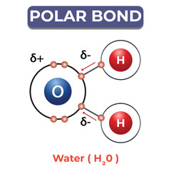Polar Bond Molecular Interaction Illustration