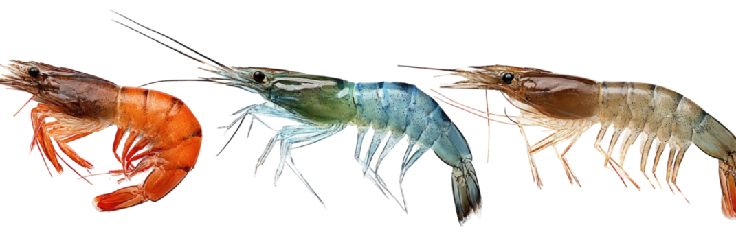 Three shrimp of varying colors, including orange, blue, and gray, with long antennae