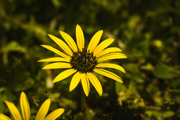 Close up of yellow flower in the garden at springtime