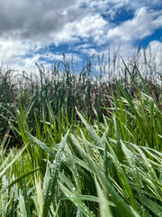 Rain-Kissed Green Grass Under Stormy Sky