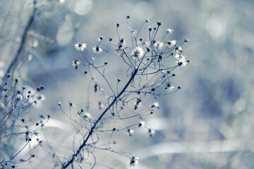 Close-up view of dried seed heads on thin, twisting stems. Natural blue toned photo