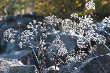 Delicate frost coats wildflowers rising from rugged rocks