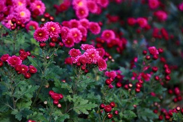 小さいマゼンタ色のキク