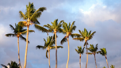 Rows of coconut palm trees sway beneath a blue, cloud filled sky