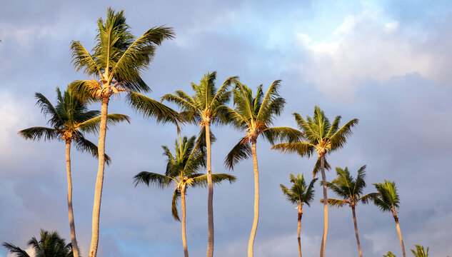 Rows of coconut palm trees sway beneath a blue, cloud filled sky