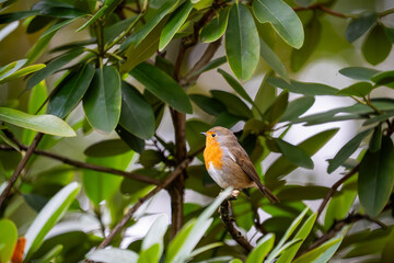 Zwischen den glänzenden Blättern des winterfesten Grüns sitzt ein kleiner Feuerfunke der Wälder: ein Rotkehlchen, das wirkt, als hätte es jemand aus warmem Morgenlicht geschnitzt. Sein orange leuchten