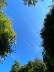 木の間から見える空