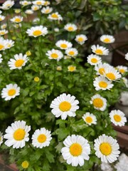 Obraz premium ノースポール キク科 ガーデニング 一年草 お花 花