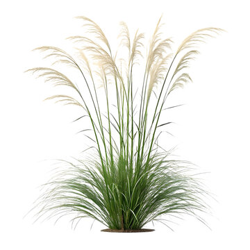 Ornamental pampas grass isolated on transparent background, a beautiful plant isolated on transparent background