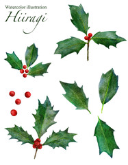 Watercolor Holly (Hiiragi) Leaves and Red Berries Illustration