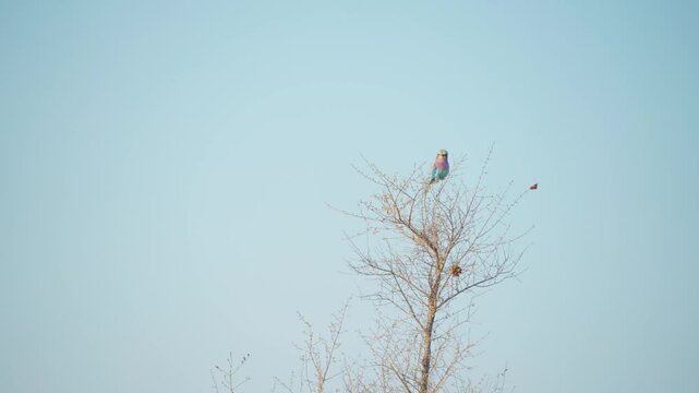 A colourful bird standing on the branch, purple-breasted sunbird