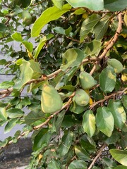 figs on tree