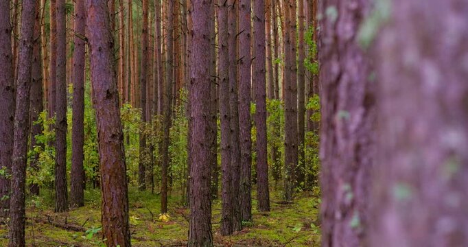 Pine forest in summer. Slow-motion video of picturesque, tranquil nature in 4K quality.