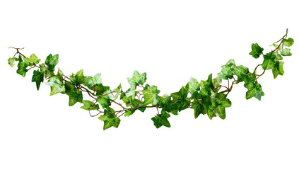 Lush green ivy garland, curved against a black backdrop