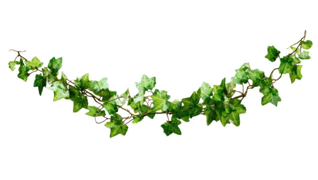Lush green ivy garland, curved against a black backdrop