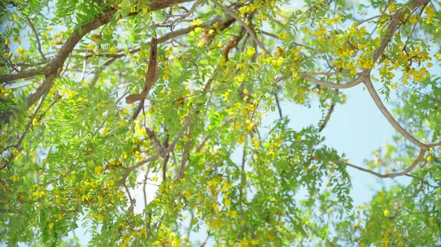 A green-leaved tree covered with yellow flowers sways in the breeze, a sausage tree