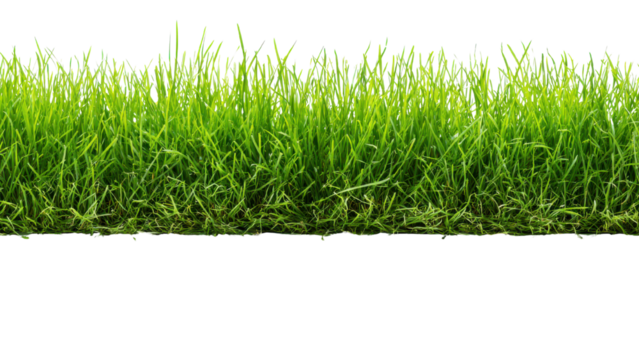 Lush Green Grass Carpet for Outdoor Landscapes and Gardens