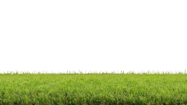 Fresh Green Grass in a Lush Field Under Clear Blue Sky