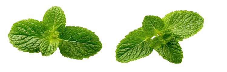 Two vibrant green mint sprigs on a transparent background
