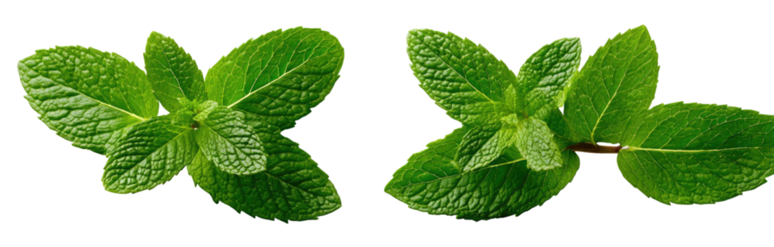 Two sprigs of fresh mint with vibrant green leaves on black