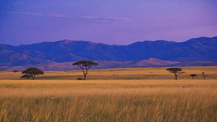 Obraz premium Golden grasslands under twilight sky with distant mountains
