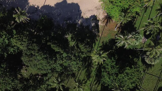 Top down drone footage of a tropical shoreline in Koh Lanta, Thailand, showing clear turquoise sea, palm trees and a remote sandy beach in a peaceful and scenic island landscape.