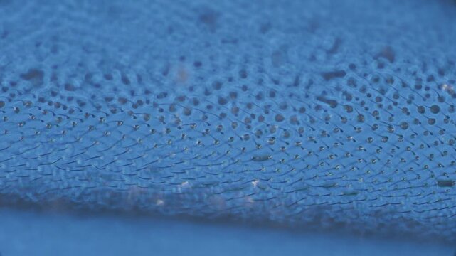 Housefly wing setae under microscope