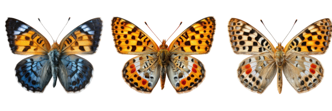 Three colorful butterflies displayed side by side