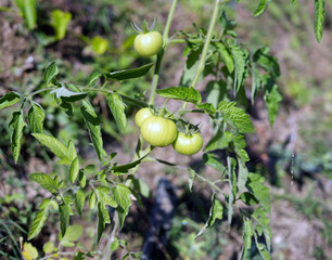 Green Tomatoes on Plant – Organic Farming Close-Up Photo