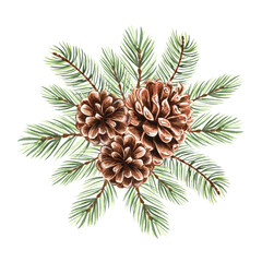 Spruce, pine branch with cones watercolor isolated illustration for christmas or autumn desing. Hand-drawn fir twig with green needles for winter holiday decor. Sketch of evergreen conifer for card