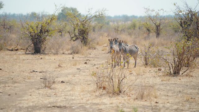 The zebra looks at you curiously, African dry season grassland