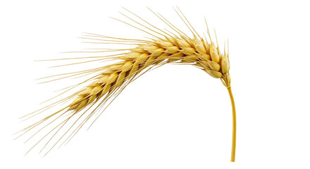 Single curved golden ear of wheat grain cereal for harvest and baking concepts isolated PNG with Transparent Background