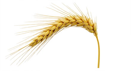 Single curved golden ear of wheat grain cereal for harvest and baking concepts isolated PNG with Transparent Background