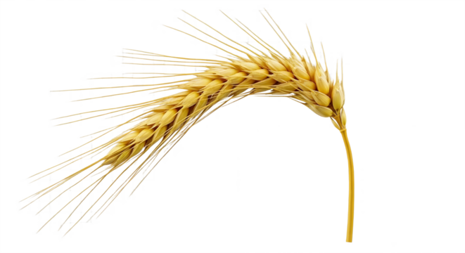 Single curved golden ear of wheat grain cereal for harvest and baking concepts isolated PNG with Transparent Background