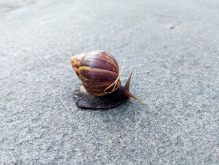 Close-up of a Snail with Striped Shell Moving on Gray Stone Surface