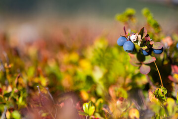 Wild blueberry on a twig amid red-tinged alpine leaves and vivid green shrub, shallow depth of field and distant hills, evoking pure air, healthy foraging, and the simple joy of mountain nature.