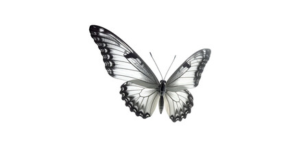 Open-winged butterfly with white and gray scale