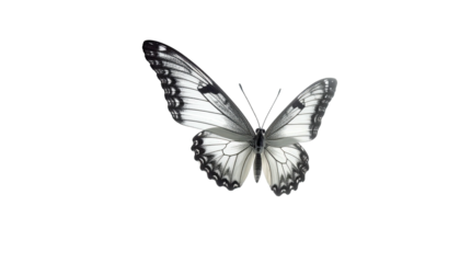 Open-winged butterfly with white and gray scale