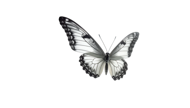 Open-winged butterfly with white and gray scale