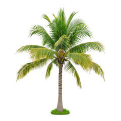 Obraz premium Coconut palm tree isolated on transparent background with clipping path