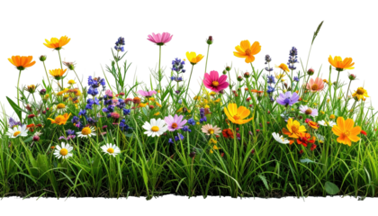 Colorful wildflowers bloom in a lush field against black