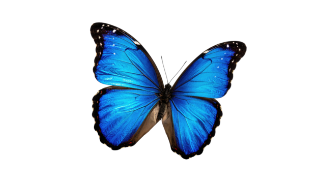 Symmetrical blue butterfly, open wings, against black background