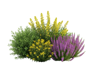 Cluster of flowering plants with yellow and purple blooms transparent background cutout png