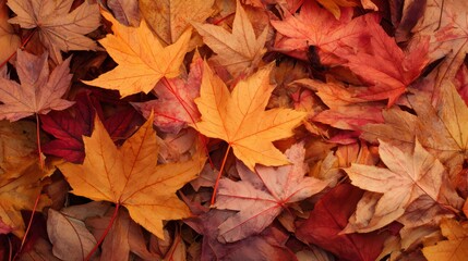 Obraz premium Autumn leaves in close up