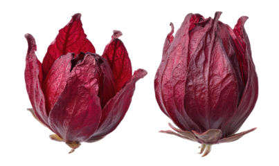 Two deep red hibiscus flowers, one open, one bud, against black