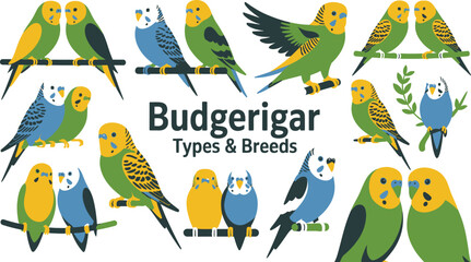 Diverse Budgerigar Illustration Depicting Various Colors, Markings, and Types of Budgies Perched on Branches